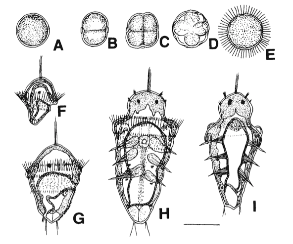 figure image